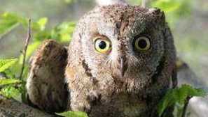 Jedinečný a nezvyčajný vták - sova split